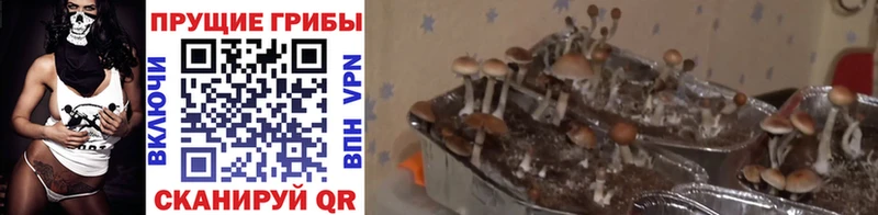 купить наркотик  Среднеуральск  Галлюциногенные грибы прущие грибы 